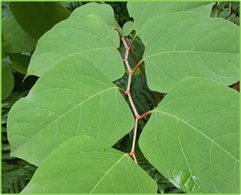 japanese-knotweed-photo