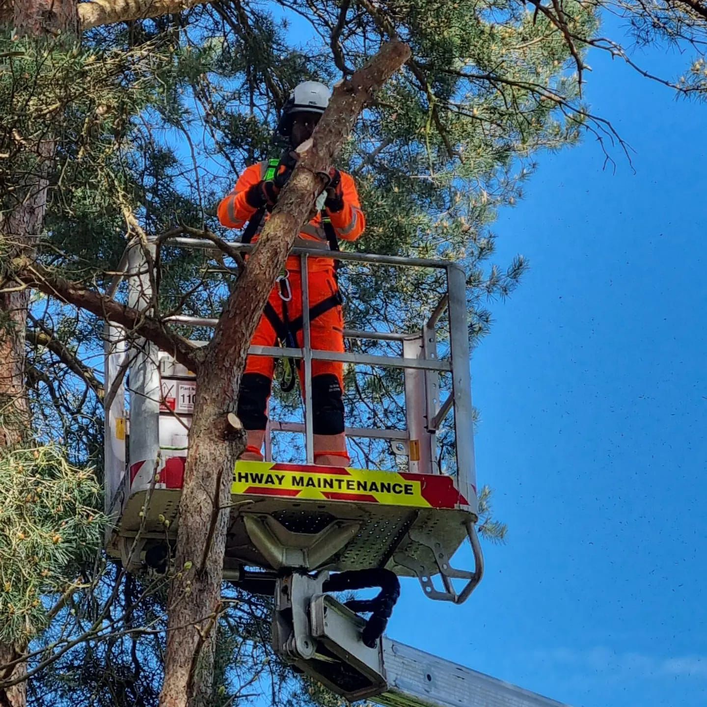 for arborist services