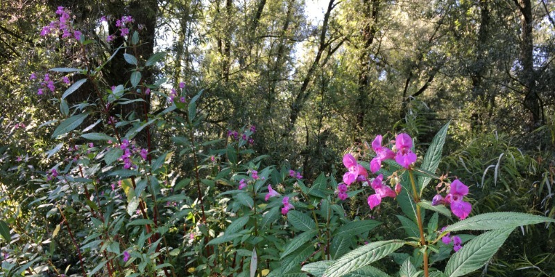 extra himalayan balsam stand