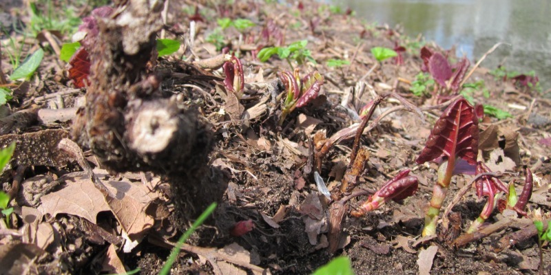extra jk early red shoots