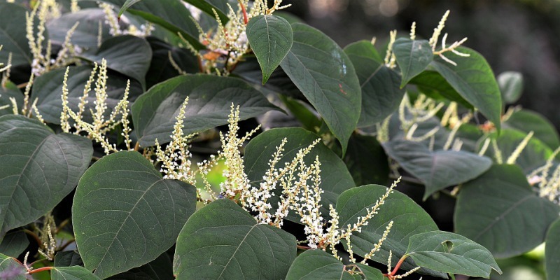 species 01 japanese knotweed