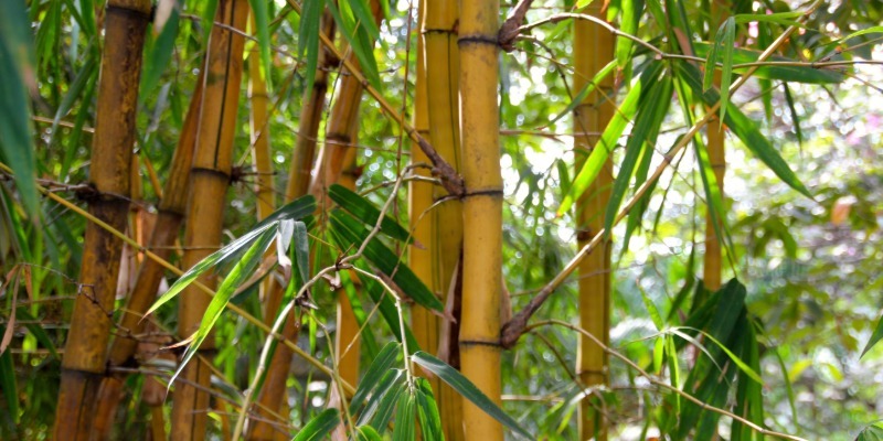 species 02 invasive bamboo