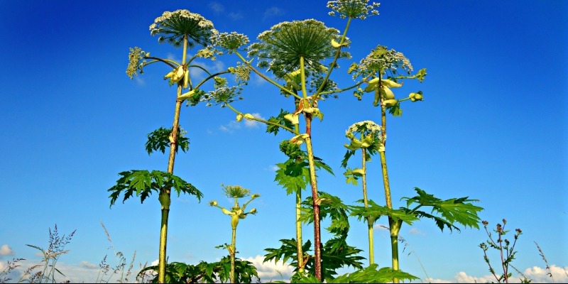 species 03 giant hogweed