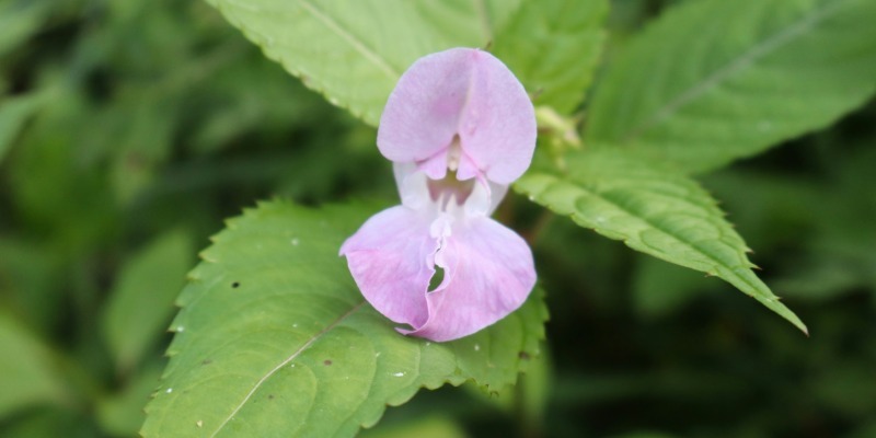 species 04 himalayan balsam