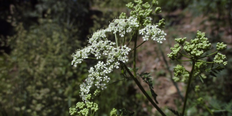 species 05 poison hemlock