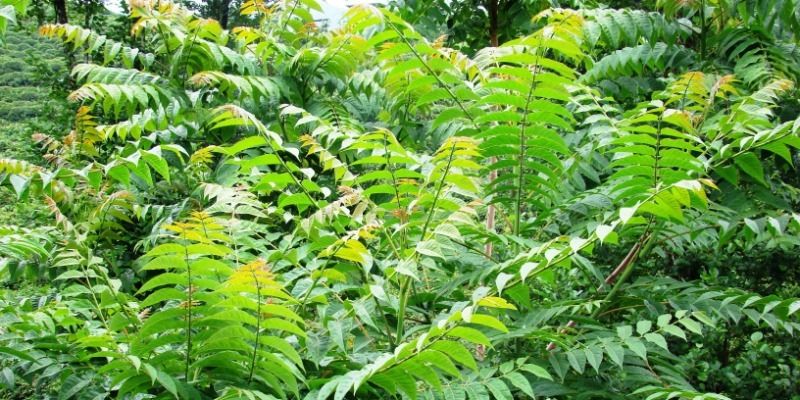 species 06 tree of heaven