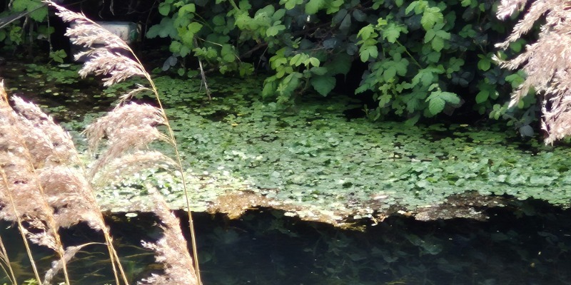 species 07 floating pennywort