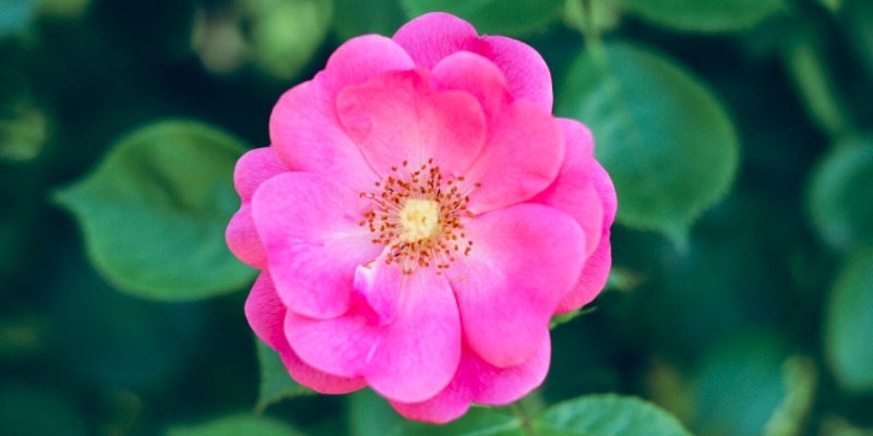 species 08 japanese rose