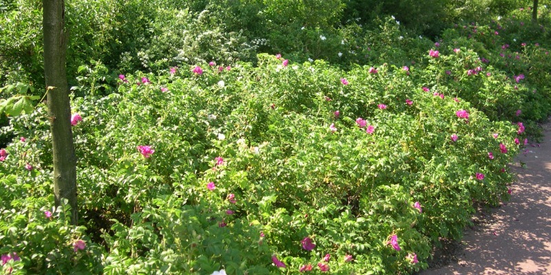 extra japanese rose bushes
