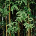 Warnings about invasive bamboo variants