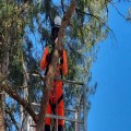 Tree Services