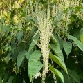 Japanese Knotweed